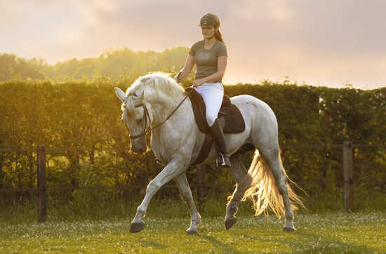 Produkt im Test - F.R.A. calli Hackamore